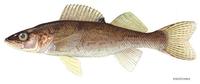 Image of: Stizostedion vitreum (walleye)