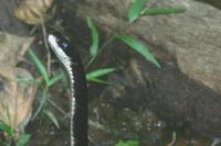 Chironius grandisquamis