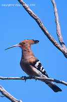 Common Hoopoe - Upupa epops