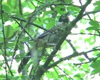 Spotted Laughingthrush - Garrulax ocellatus