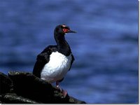 Rock Shag - Phalacrocorax magellanicus