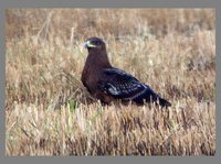 Greater Spotted Eagle - Aquila clanga