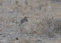 Double-banded Courser - Smutsornis africanus