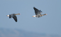 Greater White-fronted Goose (Anser albifrons) photo