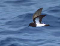 Black-bellied Storm-Petrel (Fregetta tropica) photo