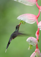 Green Hermit (Phaethornis guy) photo