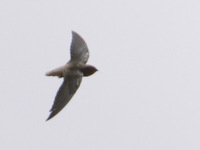 Short-tailed Swift (Chaetura brachyura) photo