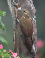 Strong-billed Woodcreeper (Xiphocolaptes promeropirhynchus) photo