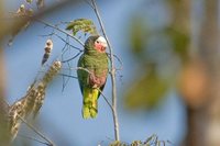 Cuban Parrot - Amazona leucocephala