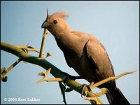 Gray Go-away-bird - Corythaixoides concolor