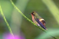 Tufted Coquette - Lophornis ornatus