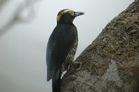 Yellow-tufted Woodpecker - Melanerpes cruentatus