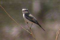 Black-crowned Monjita - Xolmis coronata