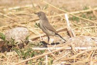 Cinereous Ground-Tyrant - Muscisaxicola cinereus