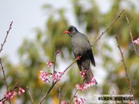 Black Bulbul - Hypsipetes leucocephalus