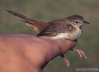 African Bush-Warbler - Bradypterus baboecala