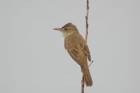 Oriental Reed-Warbler - Acrocephalus orientalis