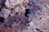 Rufous-vented Warbler - Parisoma subcaeruleum