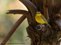 Bornean Whistler - Pachycephala hypoxantha