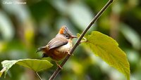 Rufous-vented Yuhina - Yuhina occipitalis