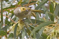 White-plumed Honeyeater - Lichenostomus penicillatus