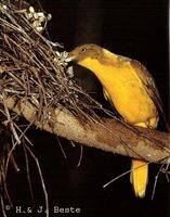 Golden Bowerbird - Prionodura newtoniana