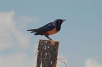 Hildebrandt's Starling - Lamprotornis hildebrandti