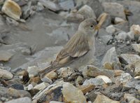 Black-winged Snowfinch - Montifringilla adamsi