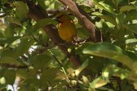 Spectacled Weaver - Ploceus ocularis