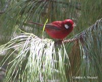 Red Warbler - Ergaticus ruber