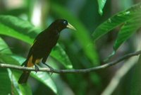 Yellow-rumped Cacique - Cacicus cela