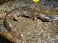 Giant salamander