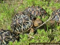 Star Tortoise, Geochelone elegans (juvenile - India)