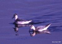 Red Phalaropes at MSP © 2000 Jim Gain