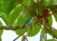 Blue-Gray Tanager  