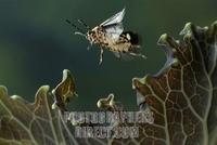 green cabbage bug ( Eurydema oleraceum ) stock photo