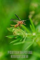...Common red soldier beetle ( Rhagonycha fulva ) at point of flight from Catchweed ( 07 5586 ) sto