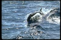 False Killer Whale 314084.jpg (164126 bytes)