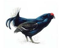 Black grouse male