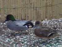 PAIR OF FALCATED TEAL
