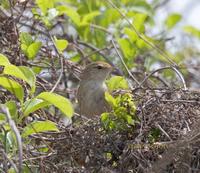 Manchurian bush warbler C20D 03364.jpg