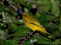 Black-headed Bulbul