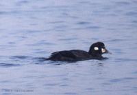 흰줄박이오리 Harlequin Duck Histrionicus histronicus