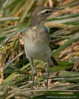 Yellow Wagtail Motacilla flava 긴발톱할미새