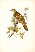 Richter after Gould White's Thrush (Oreocincla aurea)