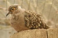 Bare Faced Ground Dove Metriopelia ceciliae