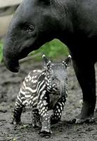 Tapir