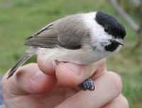 Marsh Tit (Parus palustris)