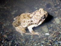 : Engystomops pustulosus; T