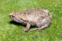: Gastrophryne carolinensis; Eastern Narrowmouth Toad